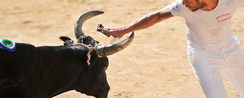 Course camarguaise